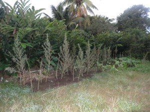 Saisie de pakalolo à Raiatea © Gendarmerie