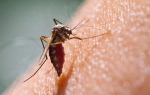 175 cas de dengue en Polynésie française © DR