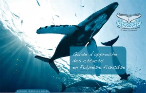 Un guide pour apprendre à observer les dauphins et les baleines © DR