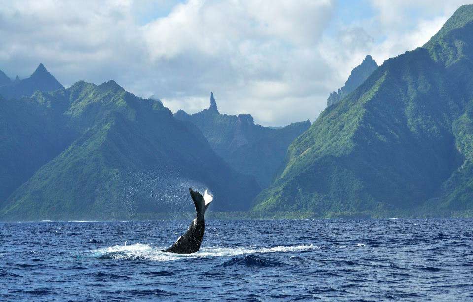 Mata Tohora Emmène 150 Enfants Voir Les Baleines - Radio1 Tahiti