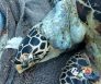 tortue imbriquée morte