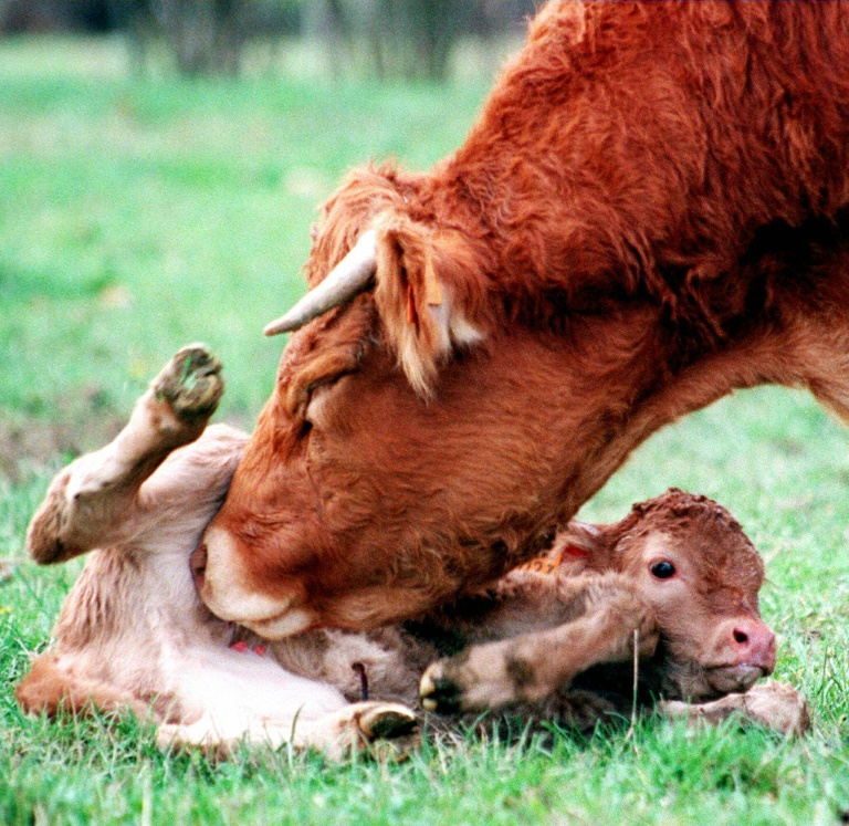 Une vache de race limousine fait la toilette de son veau, né la veille de façon tradionnelle dans un pré, le 24 février 2015. © AFP