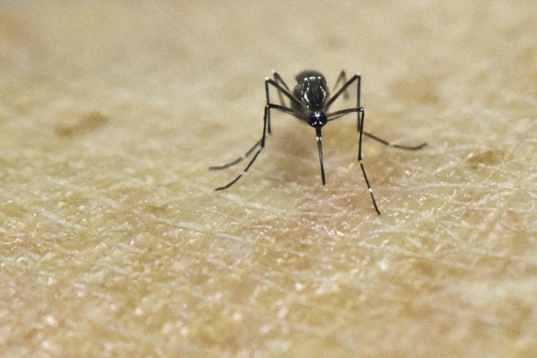 Un moustique Aedes Aegypti, porteur du virus Zika, photographié au laboratoire de recherche CIDEIM à Cali en Colombie le 25 janvier 2016. © AFP